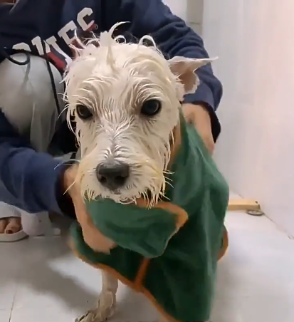 Pet Bathrobe & Fast-Drying Towel — Keep Your Dog Warm & Dry Instantly